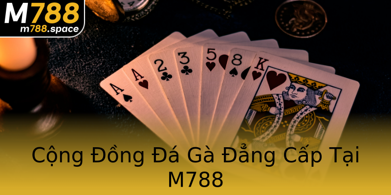 Cộng Đồng Đá Gà Đẳng Cấp Tại M788 Cộng Đồng Đá Gà Đẳng Cấp Tại M788