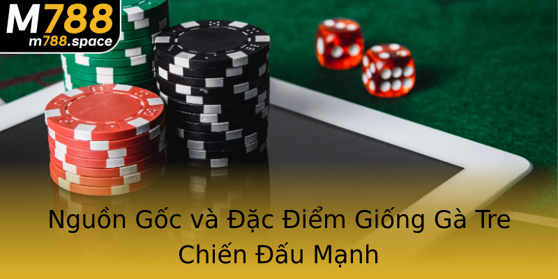 Nguồn Gốc và Đặc Điểm Giống Gà Tre Chiến Đấu Mạnh Nguồn Gốc và Đặc Điểm Giống Gà Tre Chiến Đấu Mạnh